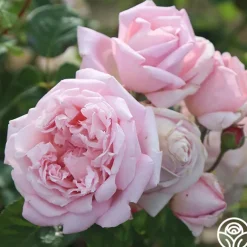 Fragrant Masterpiece™