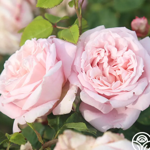 Fragrant Masterpiece™