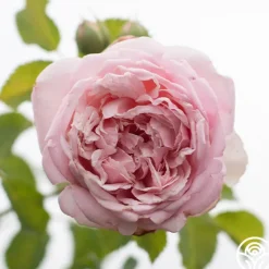 Fragrant Masterpiece™