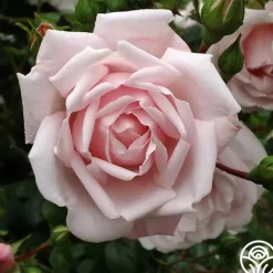 Fragrant Pink Climber Collection II