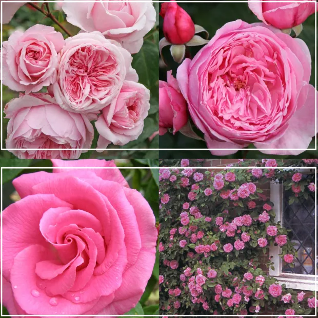 Fragrant Pink Climber Collection