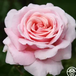 Frédéric Mistral®