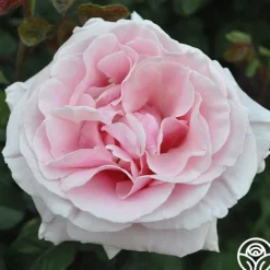 Frédéric Mistral®