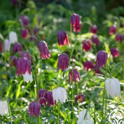 Fritillaria Meleagris Mix