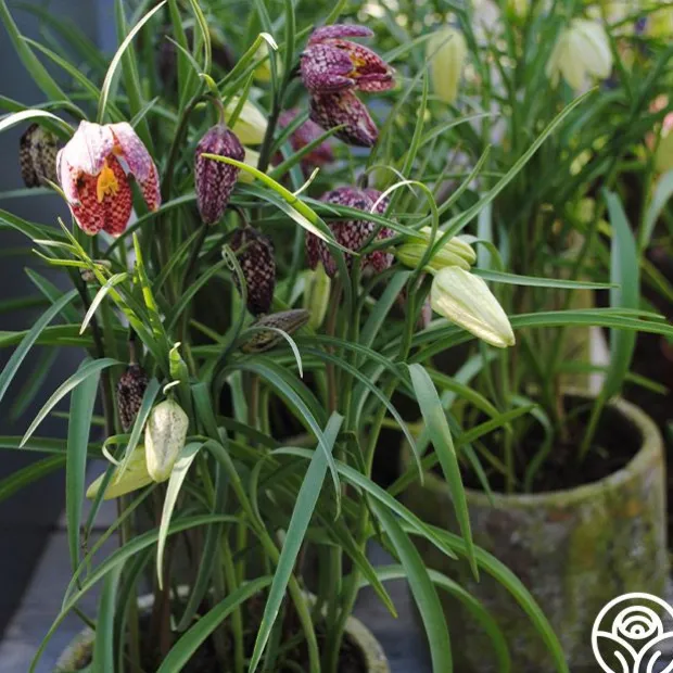 Fritillaria Meleagris Mix