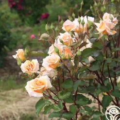 Gentle Persuasion™