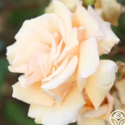 Gentle Persuasion™