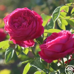 Général Washington