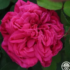 Général Washington