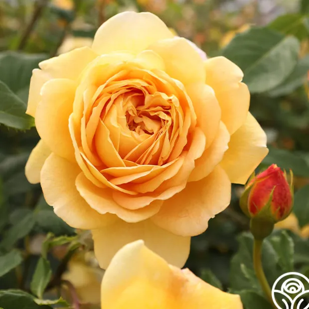 Golden Celebration®