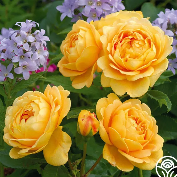 Golden Celebration®