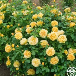 Golden Celebration®