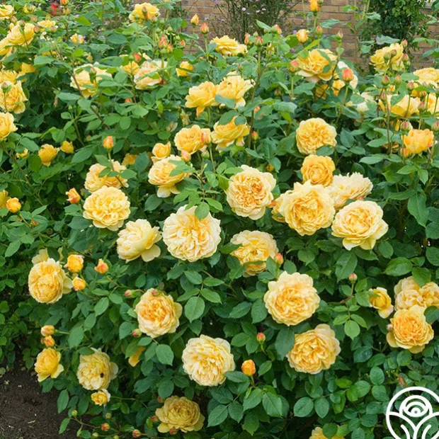 Golden Celebration®