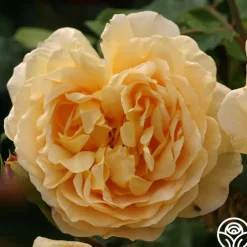 Golden Celebration®