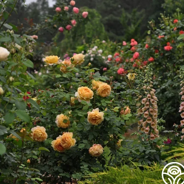 Golden Celebration®