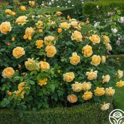 Golden Celebration®