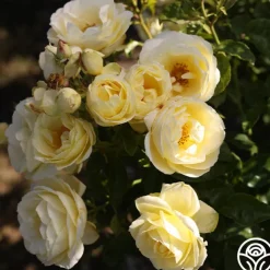 Good Ol' Summertime™