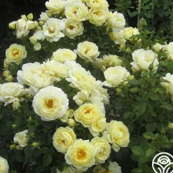 Good Ol' Summertime™