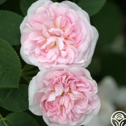 Great Maiden's Blush