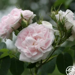 Great Maiden's Blush