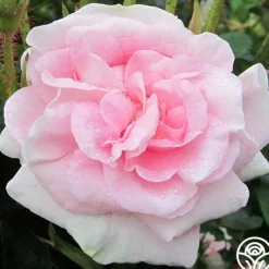 Great Maiden's Blush