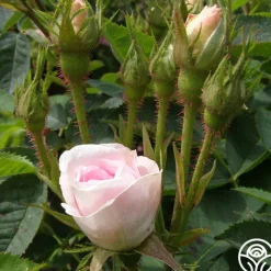 Great Maiden's Blush