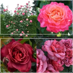 Heat-Tolerant Collection