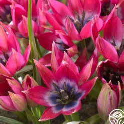 Humilis Little Beauty