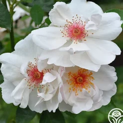 Jacqueline du Pré™