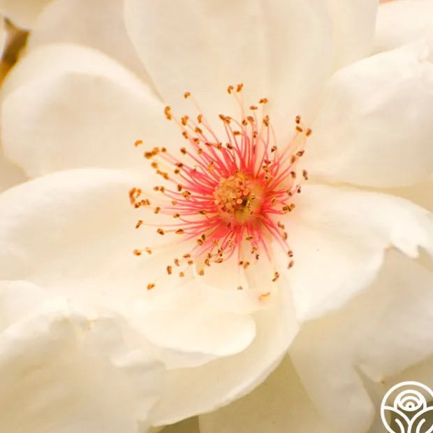 Jacqueline du Pré™