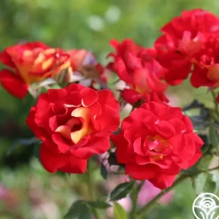 Ketchup & Mustard™