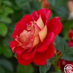 Ketchup & Mustard™