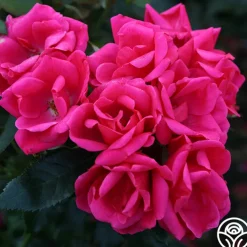 Kolorscape® Flamingo