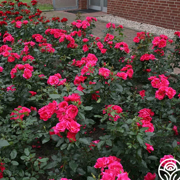 Kolorscape® Flamingo