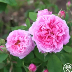 La Ville de Bruxelles