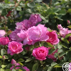 Lavender Floorshow®