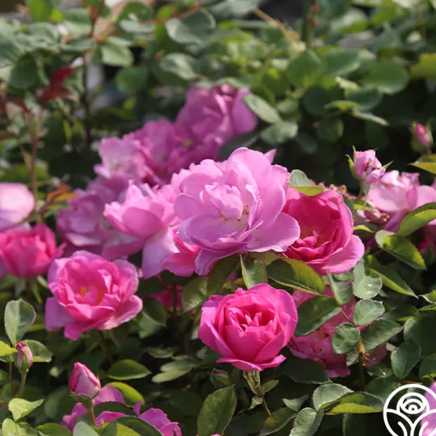 Lavender Floorshow®