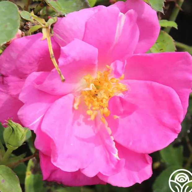 Lavender Floorshow®