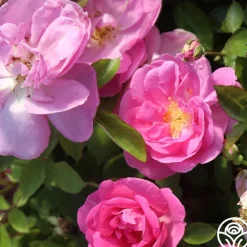 Lavender Floorshow®