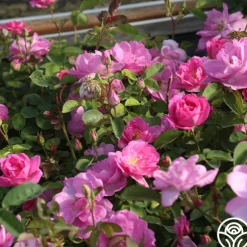 Lavender Floorshow®