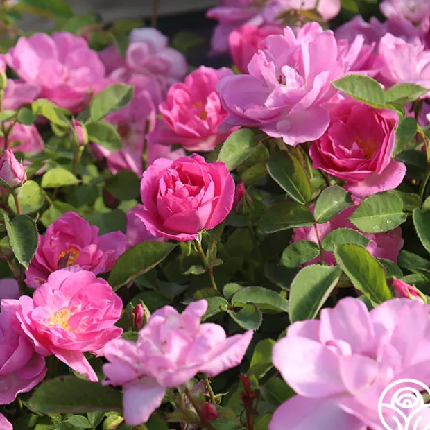 Lavender Floorshow®