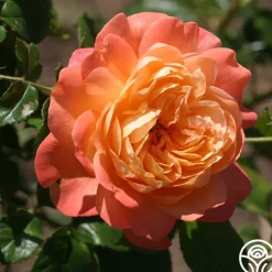 Lawrence Of Arabia™