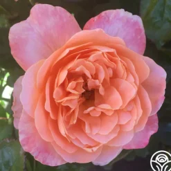 Lawrence Of Arabia™