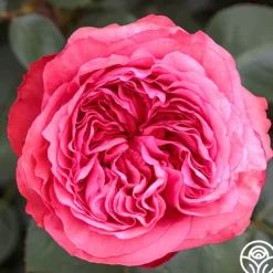 Loves Me, Loves Me Not™