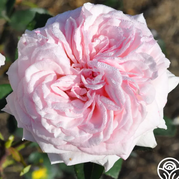 Magnificent Perfume™