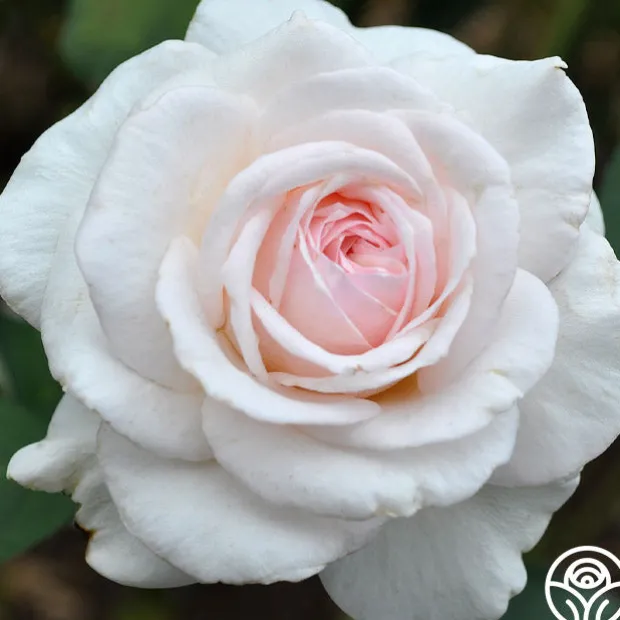 Magnificent Perfume™