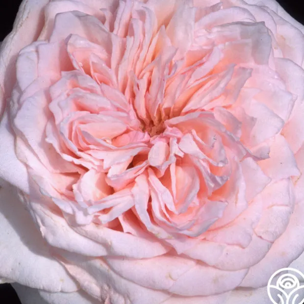 Magnificent Perfume™