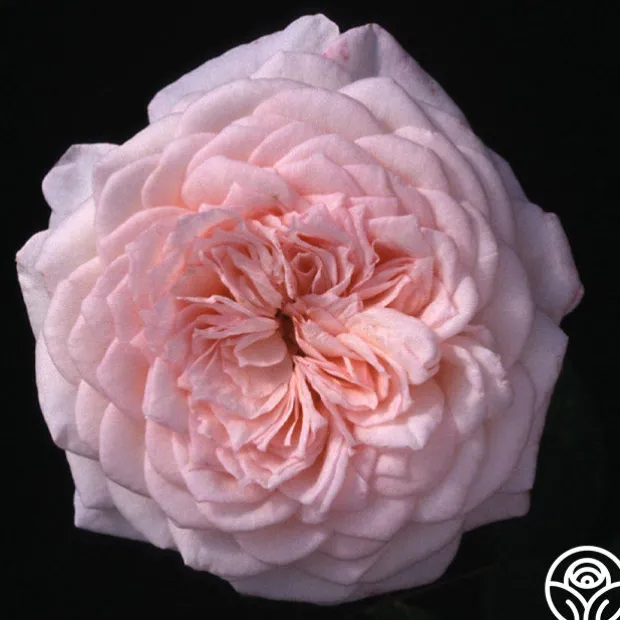 Magnificent Perfume™