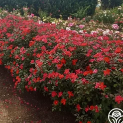 Miracle On The Hudson®