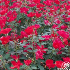 Miracle On The Hudson®